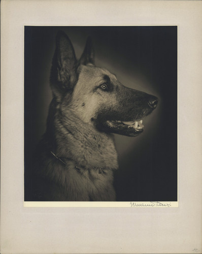 Portrait of a german - portrait,
