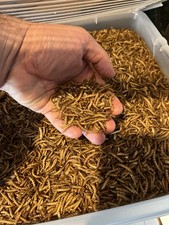 Vers de Farine 2 Kg pour