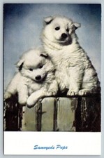 Samoyede Pups  Puppies Dog   Postcard