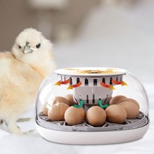 12 Oeufs  Oeuf Turner Plateau