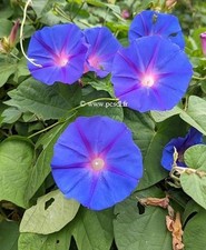 Ipomée bleue vivace; 1 plante