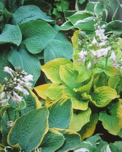 Hosta variétés - ♫,