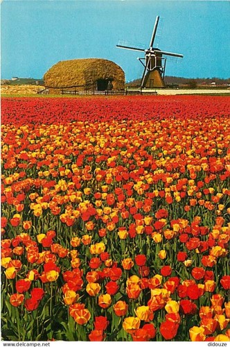 Carte postale moulin à - -, vent
