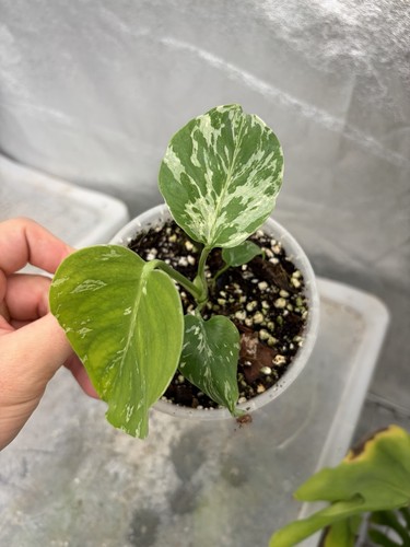 Monstera deliciosa bulbasaur - monstera,