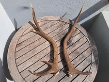 Paire de bois de cerf 8 cors 