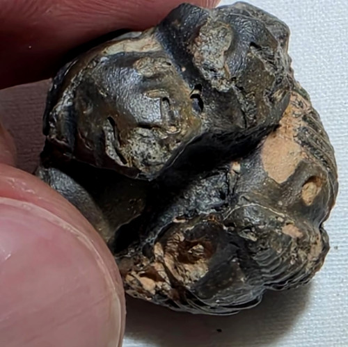 Trilobite spiny nosed - trilobite, spiny-nosed