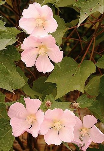 Hibiscus makinoi 10 - makinoi, (10