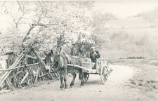Snapshot Horse Pulling Plow Cart Carriage Farmer Horse Farm Transport 2