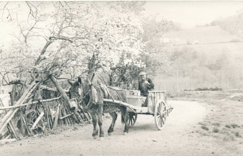 Snapshot cheval tirant charrue