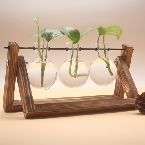Plant terrarium with wooden - plant,