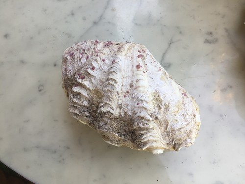 Coquillage benitier bivalve - ,