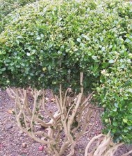 ♫ BUIS Commun - Buxus sempervirens ♫ Graines ♫ Arbuste Vivace, Haie Champêtre ♫ 