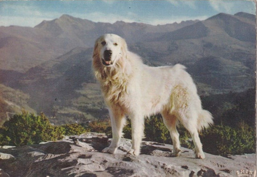 Chienne des pyrenees - chienne, chien