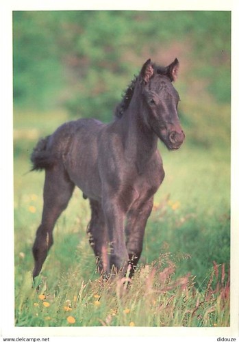 Carte postale animaux - carte,