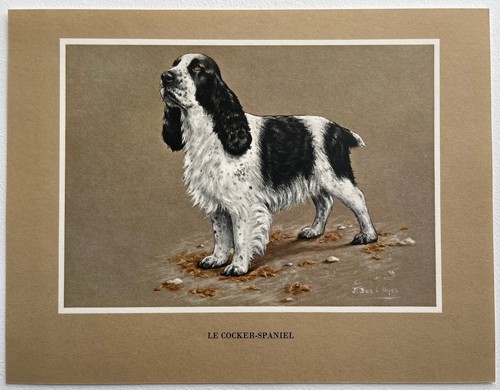 Chiens race le - chiens,