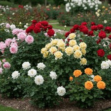 Rosiers rustiques - Lot de 5 -