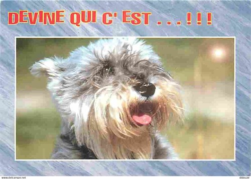 Carte postale animaux - animaux,