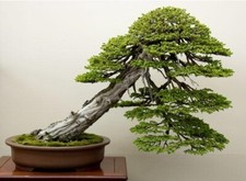 Lot De 10 Graines D'Epicea Du