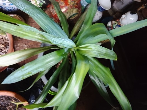 Beau yucca de hauteur - beau, cm