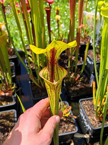 Sarracenia flava var ornata - sarracenia,