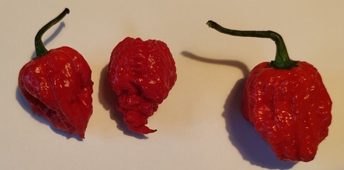 Graines piment 7pot - graines,