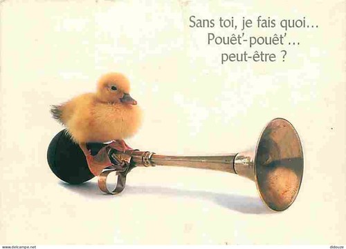 Carte postale animaux - postale,