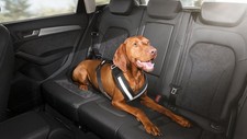 Harnais De Chien Audi Ceinture De Sécurité Taille M L XL