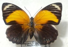 Agrias pericles ssp. aurantiaca female - Brazil - A-