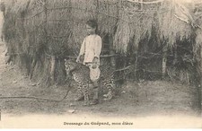 ANIMALS #SAN47228 DRESSAGE MY STUDENT YOUNG GIRL RIDING A CHEETAH