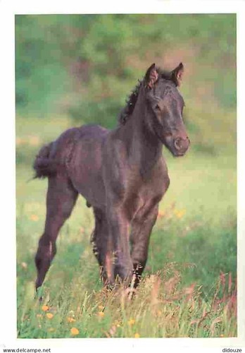Carte postale animaux - carte,