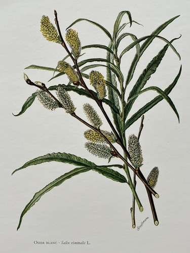 Botanical print osier - botanical,