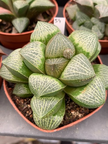 Haworthia hybride cl54 - haworthia,