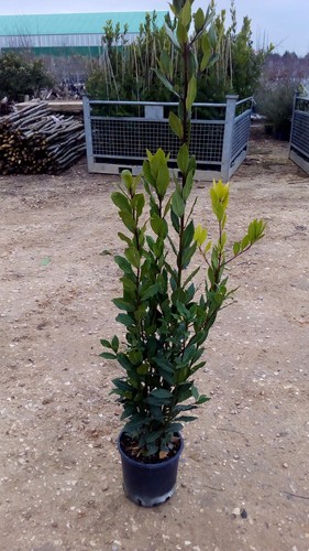 Plantes laurier pot - de,