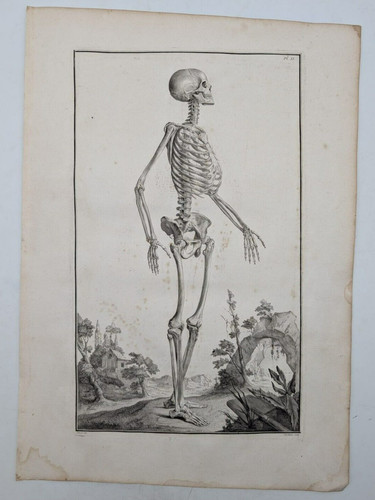 Squelette anatomie - -,