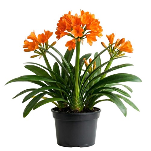 Orange clivia plant live - clivia,