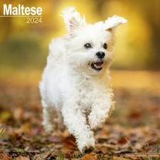 Calendrier 2024 - BICHON