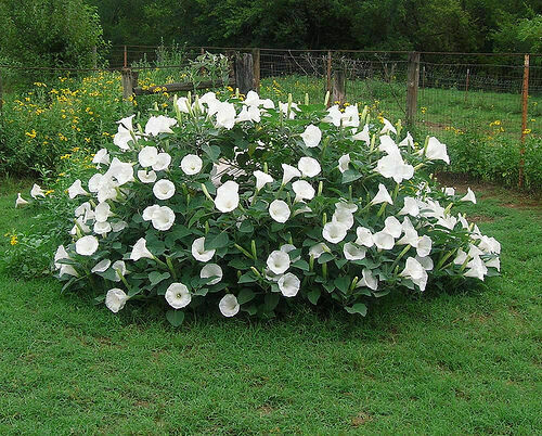 Datura white blanche - -,