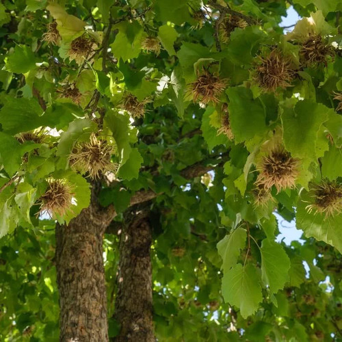 Corylus colurna noisetier - corylus, –