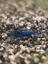 Lot de 10+1 Crevettes