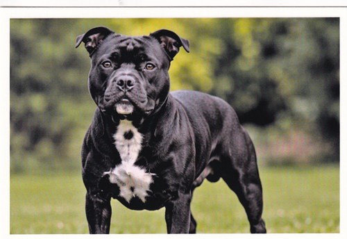 Carte postale chien - postale, bull