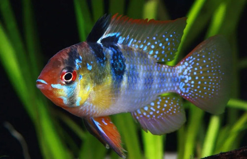Mesmerizing blue - mesmerizing,