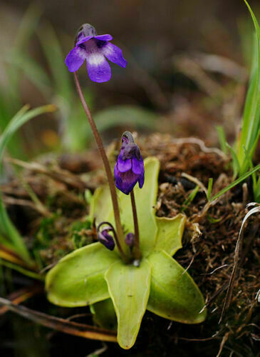 Pinguicula vulgaris plante - -,