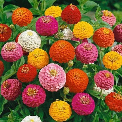 Lot graines de zinnia - de,