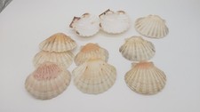 Lot de 10 coquilles Saint-Jacques – 11 à 12 cm