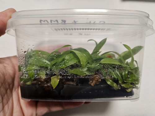 Paphiopedilum ciliolare - , x