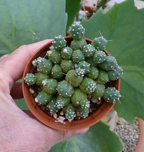 Tephrocactus rossiana - tephrocactus,