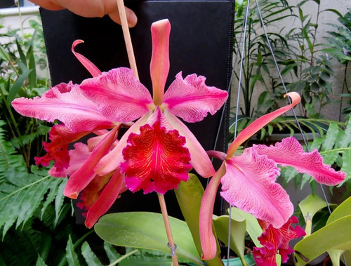 Cattleya dowiana var rosita - dowiana, var.