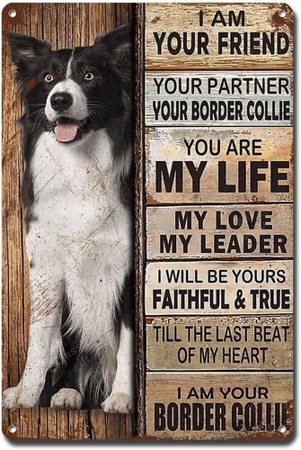 Border collie dog - ,