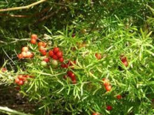 Graines de Asparagus