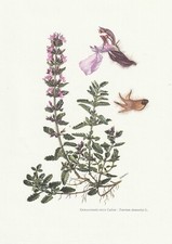 Board 134 Natural History Flora 2: Germandrée small oak